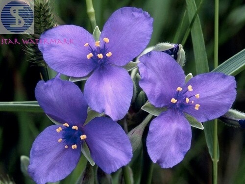 Save watermarked photos in Star Watermark Free